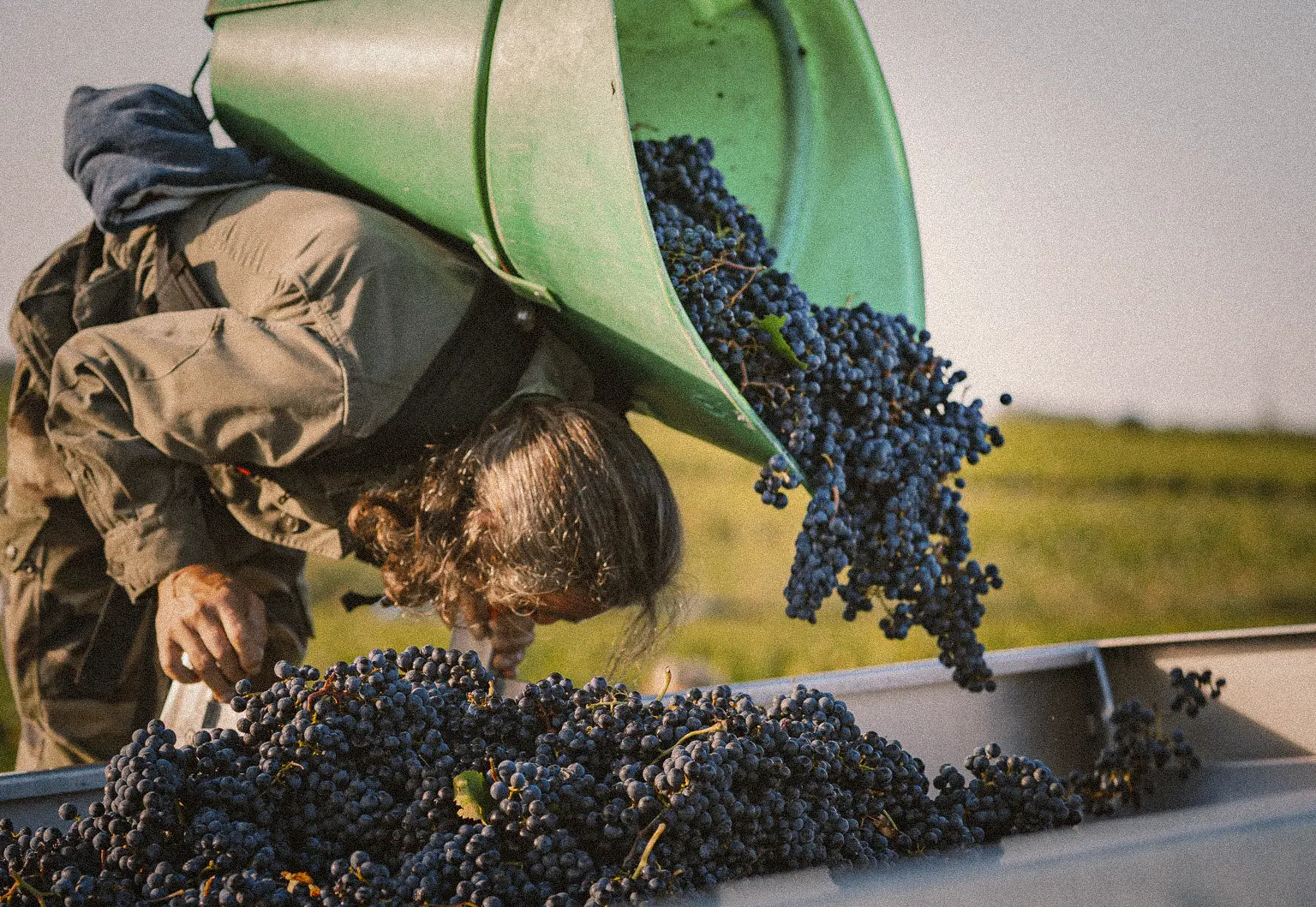 Vendanges manuelles dans le vignole du chateau marquis de terme, récolte du raisin en hotte, savoir-faire viticole traditionnel à Margaux