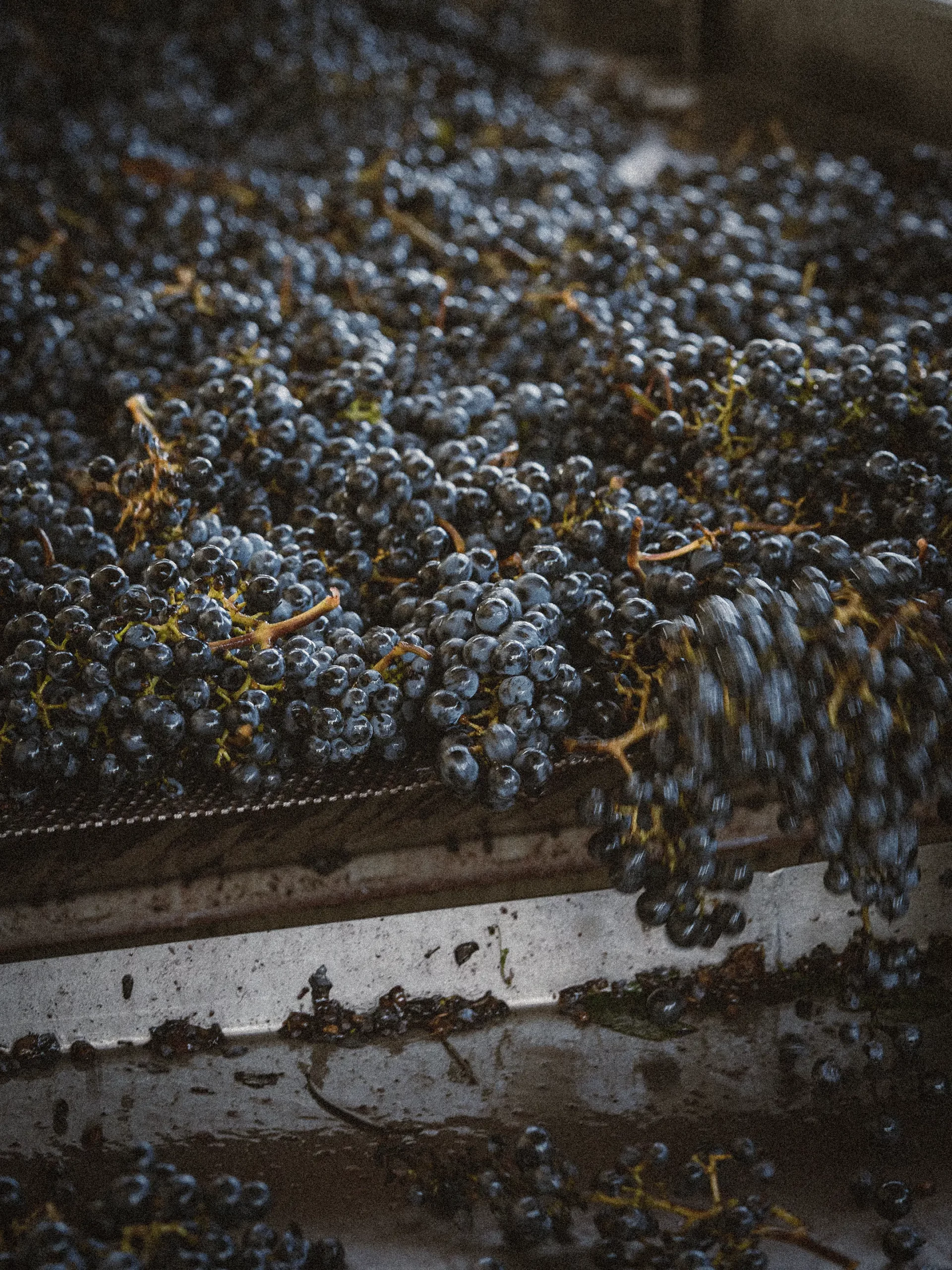 Tri du raisin, grappes de raisin récoltées, étape de vinification dans le domaine viticole Marquis de Terme